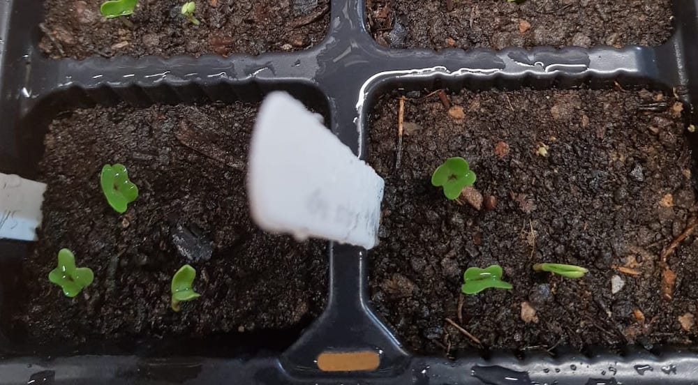 Seedlings in a tray